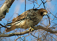 hawk perched among branches
